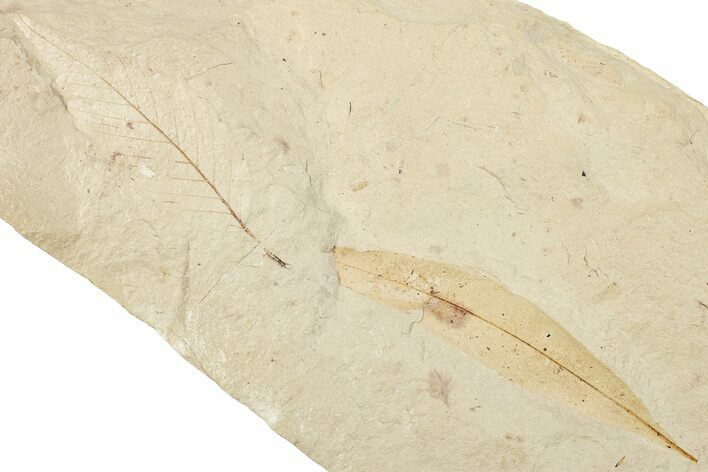 Two Oligocene Fossil Leaves - France #254349